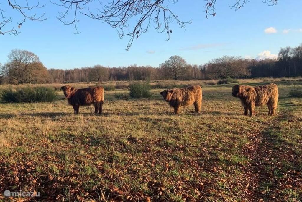 スピール Sfeervol Chalet In Drenthe Bij Het Dwingelderveldヴィラ エクステリア 写真
