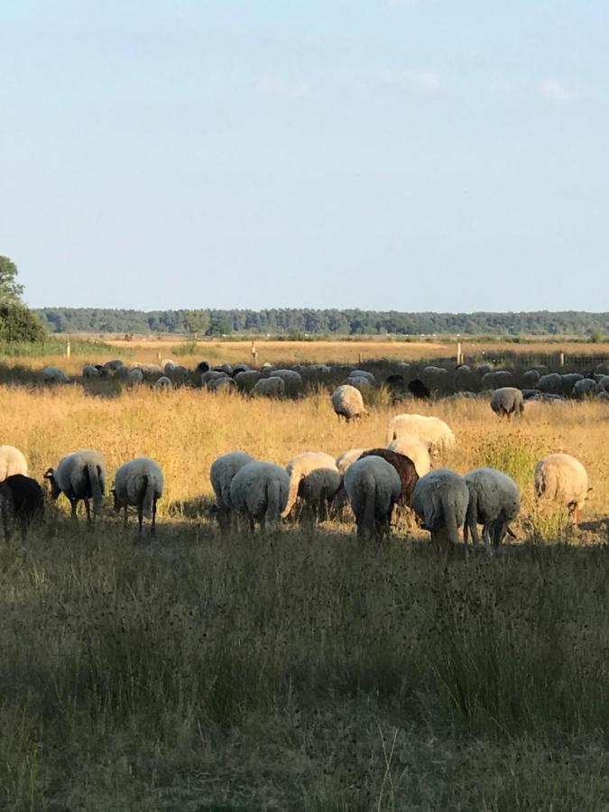 スピール Sfeervol Chalet In Drenthe Bij Het Dwingelderveldヴィラ エクステリア 写真