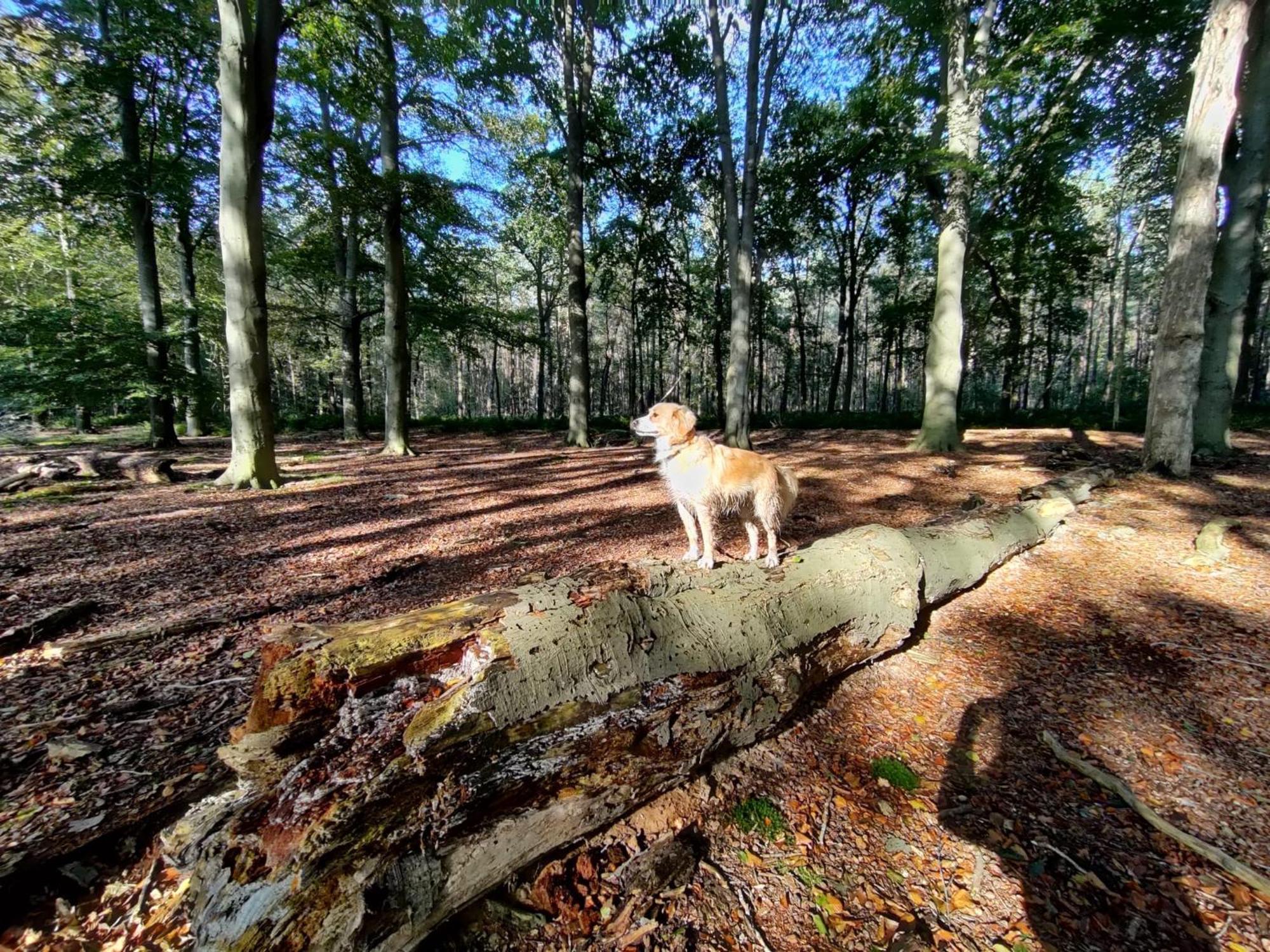 スピール Sfeervol Chalet In Drenthe Bij Het Dwingelderveldヴィラ エクステリア 写真