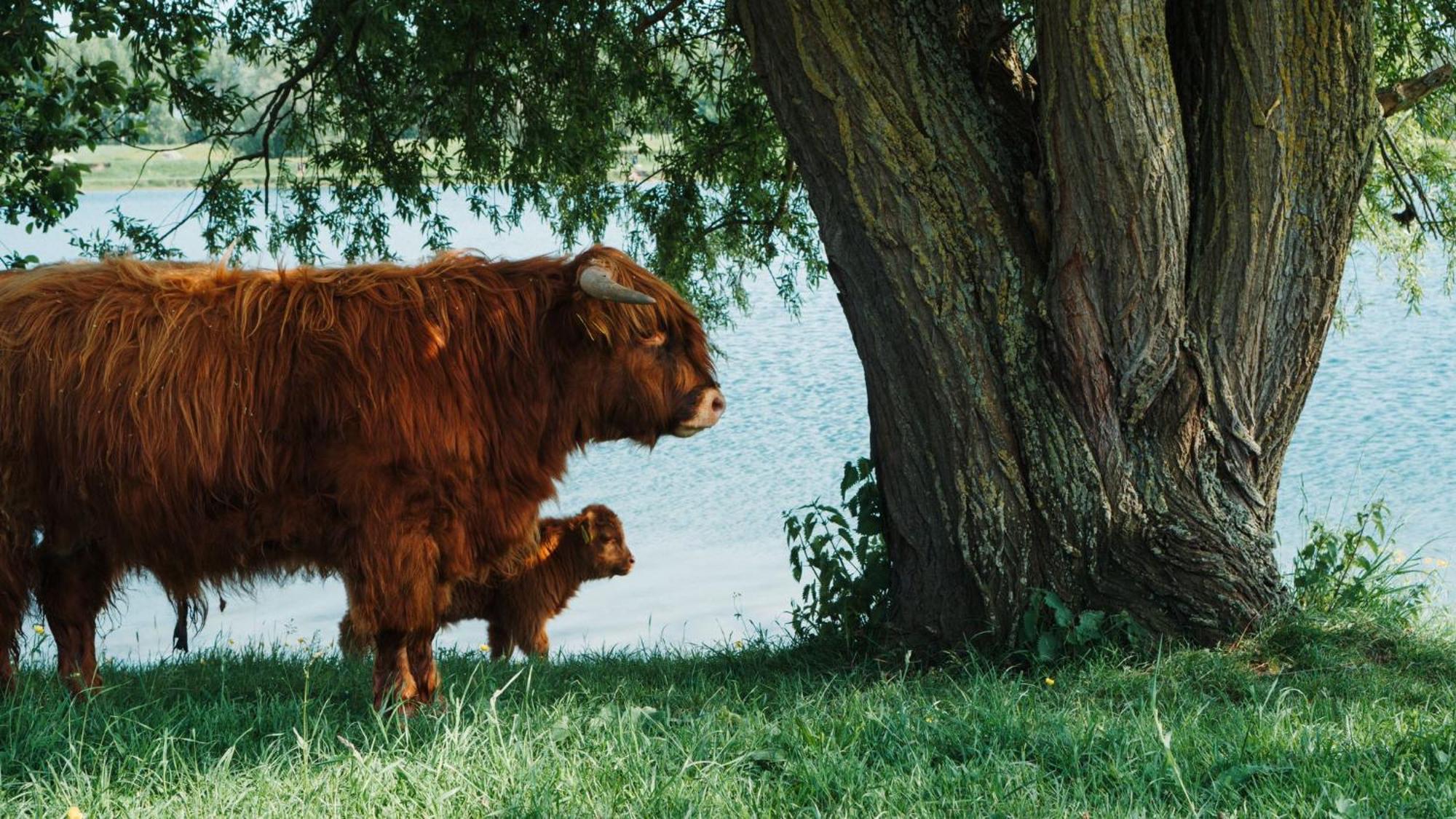 スピール Sfeervol Chalet In Drenthe Bij Het Dwingelderveldヴィラ エクステリア 写真